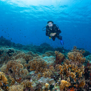 Woman diver hovering above colorful hard coral reef, Komodo, Indonesia