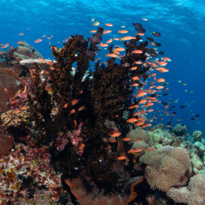 Anthias swirling around dark coral pinnacle, vertical frame, Komodo, Indonesia