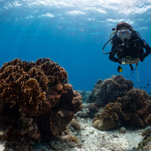 Woman diver above brown coral boulders under rippled surface, Komodo, Indonesia