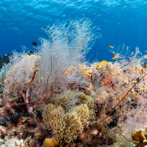 Reef with white soft corals and leather corals in shallow water, Komodo, Indonesia