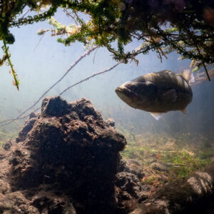 Largemouth bass hovering above a mound under overhanging roots, Lake Biscarrosse-Parentis, Landes, France