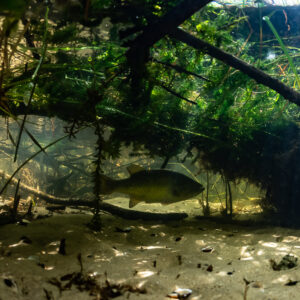 Largemouth bass sheltering under submerged branches over a sandy bottom, Lake Biscarrosse-Parentis, Landes, France