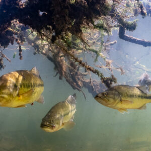 Group of four largemouth bass under tangled roots near the surface, Lake Biscarrosse-Parentis, Landes, France