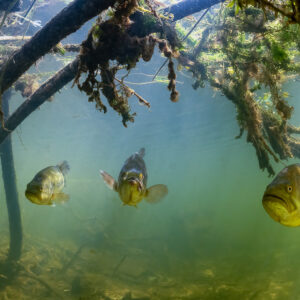 Three largemouth bass facing the camera among hanging roots, Lake Biscarrosse-Parentis, Landes, France
