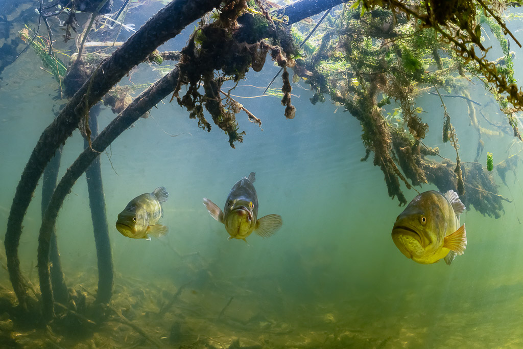 Trois black-bass face à l’objectif parmi des racines pendantes, étang de Biscarrosse et de Parentis, Landes, France