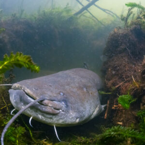 Wels catfish face-on with long barbels between waterweed and roots, Lake Biscarrosse-Parentis, Landes, France
