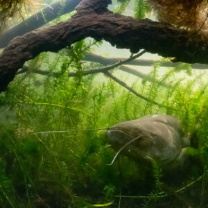 Wels catfish half hidden in dense green waterweed under a fallen branch, Lake Biscarrosse-Parentis, Landes, France