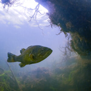 Largemouth bass swimming in open water below a root overhang, blue light, Lake Biscarrosse-Parentis, Landes, France