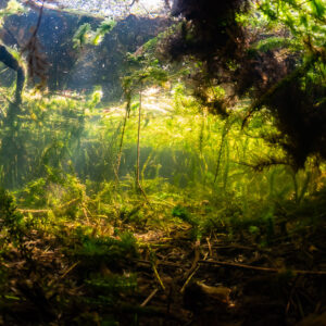 Underwater view of a lake shore with sunlit waterweed under roots, Lake Biscarrosse-Parentis, Landes, France