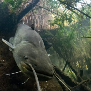 Wels catfish head-on close-up with barbels against a root bank, vertical, Lake Biscarrosse-Parentis, Landes, France