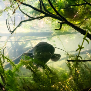 Wels catfish in shadow behind waterweed and branches, backlit, Lake Biscarrosse-Parentis, Landes, France