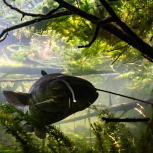Wels catfish turning among branches and waterweed, side view, Lake Biscarrosse-Parentis, Landes, France