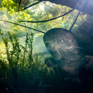 Wels catfish approaching head-on through waterweed, mouth closed, Lake Biscarrosse-Parentis, Landes, France