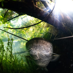 Wels catfish head-on under a fallen trunk with sunburst behind, Lake Biscarrosse-Parentis, Landes, France