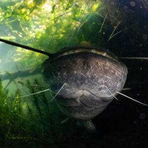Close-up of a wels catfish head with long barbels spread wide, Lake Biscarrosse-Parentis, Landes, France