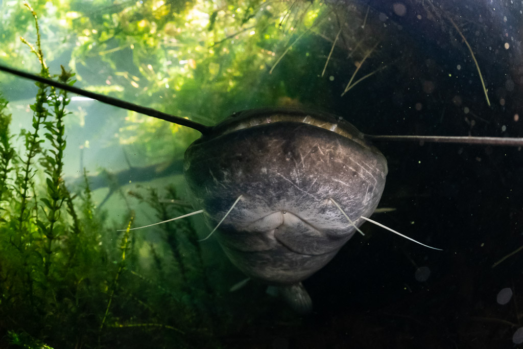 Gros plan de la tête d’un silure glane aux longs barbillons déployés, étang de Biscarrosse et de Parentis, Landes, France