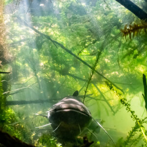 Distant wels catfish under sunbeams in a waterweed clearing, vertical, Lake Biscarrosse-Parentis, Landes, France