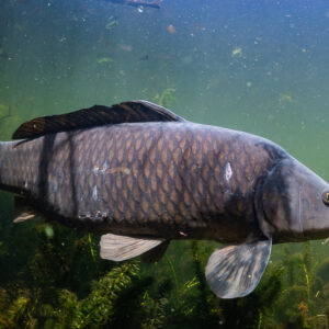 Common carp swimming in open green water, full side view, Lake Biscarrosse-Parentis, Landes, France