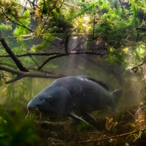 Common carp nosing the bottom under a tangle of branches and weed, Lake Biscarrosse-Parentis, Landes, France
