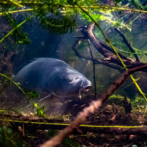 Common carp sheltering among submerged branches near the bottom, Lake Biscarrosse-Parentis, Landes, France