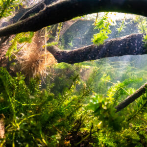 Submerged fallen branches above lush green waterweed along a lake shore, Lake Biscarrosse-Parentis, Landes, France