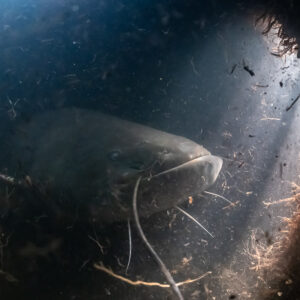 Wels catfish in a dark hollow under the bank, lit by a light shaft, Lake Biscarrosse-Parentis, Landes, France