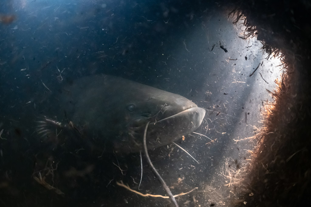 Silure glane dans une cavité sombre sous la berge, éclairé par un rai de lumière, étang de Biscarrosse et de Parentis, Landes, France