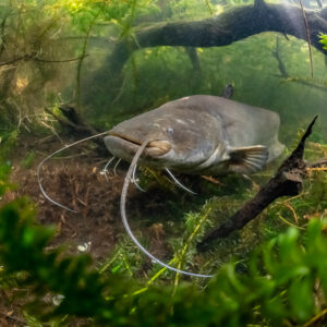Large wels catfish resting on the bottom framed by waterweed, Lake Biscarrosse-Parentis, Landes, France