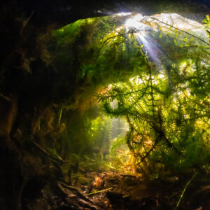 Sunbeams through an underwater arch of roots and waterweed, Lake Biscarrosse-Parentis, Landes, France