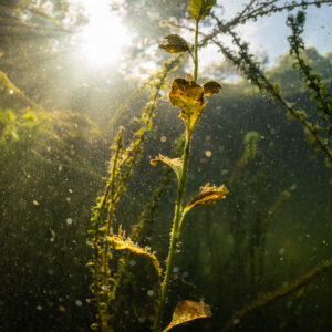 Single aquatic plant stem backlit by the sun near the surface, vertical, Lake Biscarrosse-Parentis, Landes, France