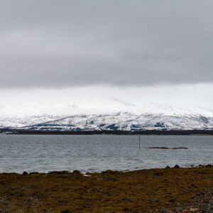 Grey fjord with seaweed-covered shore and distant snowy mountains under low clouds, Tromsø, Troms, Norway