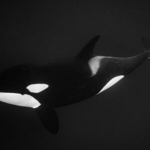 Black-and-white killer whale swimming over a dark background, Kvænangen, Troms, Norway