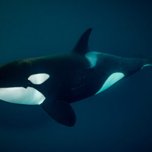 Killer whale gliding towards the camera in dark blue-green water, Kvænangen, Troms, Norway