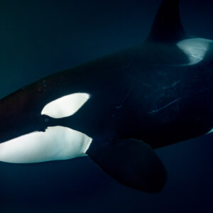 Close-up of a killer whale's head and eye patch in dark water, Kvænangen, Troms, Norway