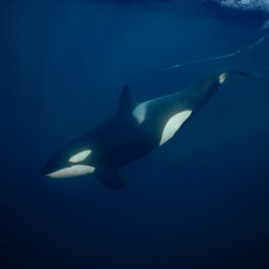 Killer whale swimming below a bright surface wake in deep blue water, Kvænangen, Troms, Norway