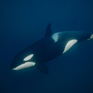Killer whale in profile cruising through deep blue water, full body, Kvænangen, Troms, Norway
