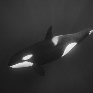 Black-and-white killer whale descending diagonally, full body view, Kvænangen, Troms, Norway