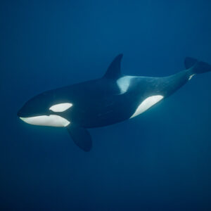 Killer whale swimming right to left in deep blue, side view, Kvænangen, Troms, Norway