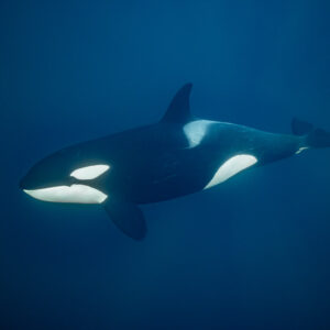 Killer whale in side view, slightly closer, against deep blue water, Kvænangen, Troms, Norway