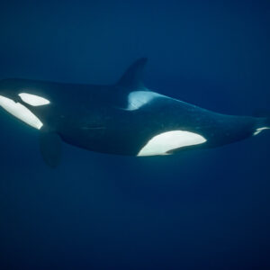 Killer whale swimming towards the left, viewed slightly from below, Kvænangen, Troms, Norway