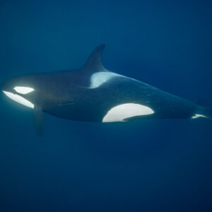 Killer whale passing close in profile with tall dorsal fin, deep blue, Kvænangen, Troms, Norway