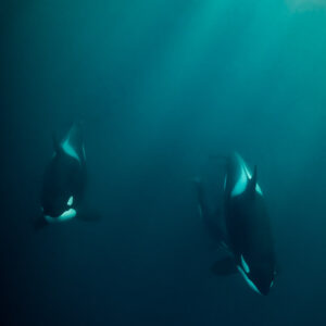 Two killer whales descending under sun rays in green water, vertical, Kvænangen, Troms, Norway