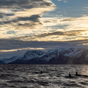 Pod of killer whales surfacing below snowy mountains in low golden sun, Kvænangen, Troms, Norway