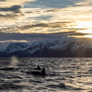 Killer whales blowing at the surface against a golden backlit sky, Kvænangen, Troms, Norway