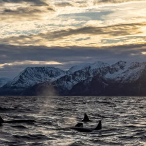 Killer whale dorsal fins and spout silhouetted in golden backlight, Kvænangen, Troms, Norway