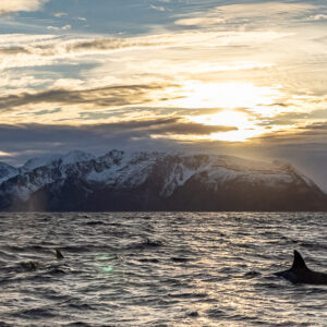 Killer whales surfacing in silhouette with low sun behind mountains, Kvænangen, Troms, Norway