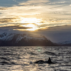 Single killer whale fin in backlit fjord with sun over snowy mountains, Kvænangen, Troms, Norway