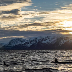 Killer whales in silhouette below a sun veiled by clouds over mountains, Kvænangen, Troms, Norway