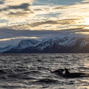 Two killer whales surfacing together in silvery backlit water, Kvænangen, Troms, Norway