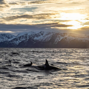 Killer whale arching at the surface below a low sun and snowy ridge, Kvænangen, Troms, Norway